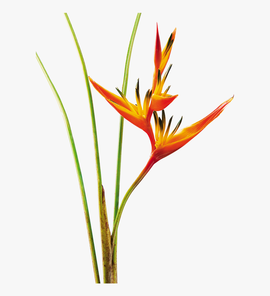 Heliconia Psittacorum Png, Transparent Png, Free Download