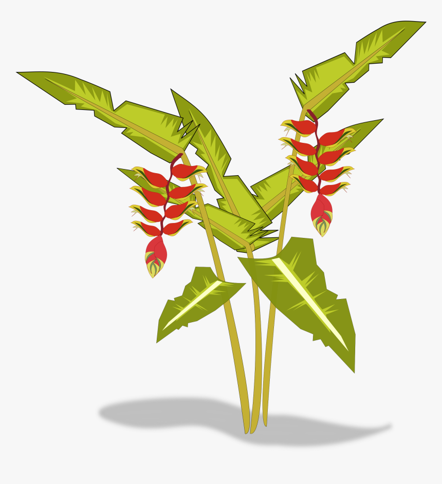 Heliconia Clipart, HD Png Download, Free Download