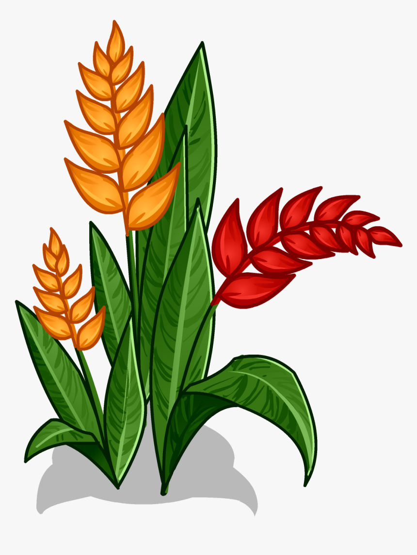 Heliconia - Amazon Rainforest Plants Drawing, HD Png Download, Free Download