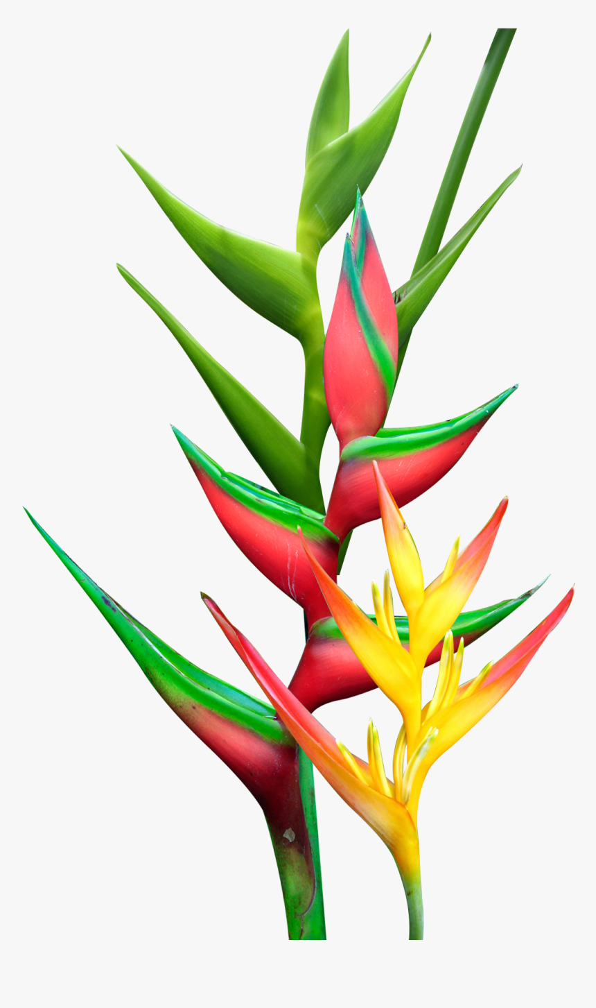 Heliconia Png, Transparent Png, Free Download