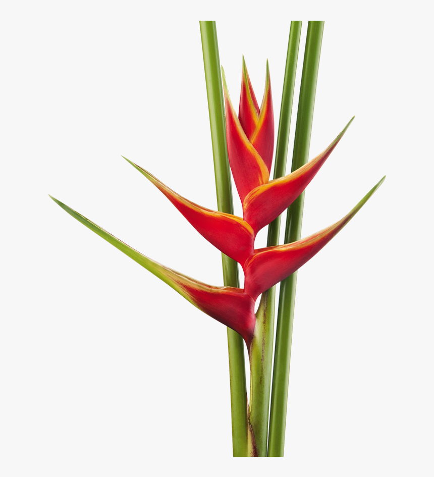 Heliconia Caribaea X Bihai Richmond Red - Heliconia Png, Transparent Png, Free Download