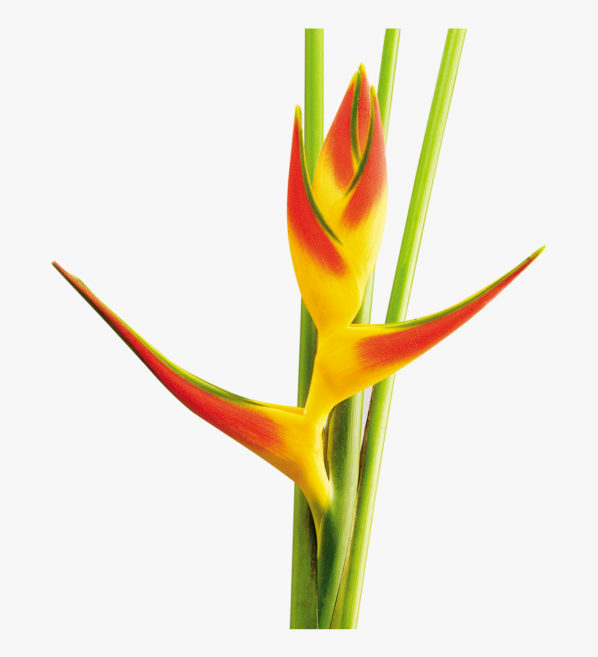 Transparent Heliconia Png - Heliconia Tri Color, Png Download, Free Download