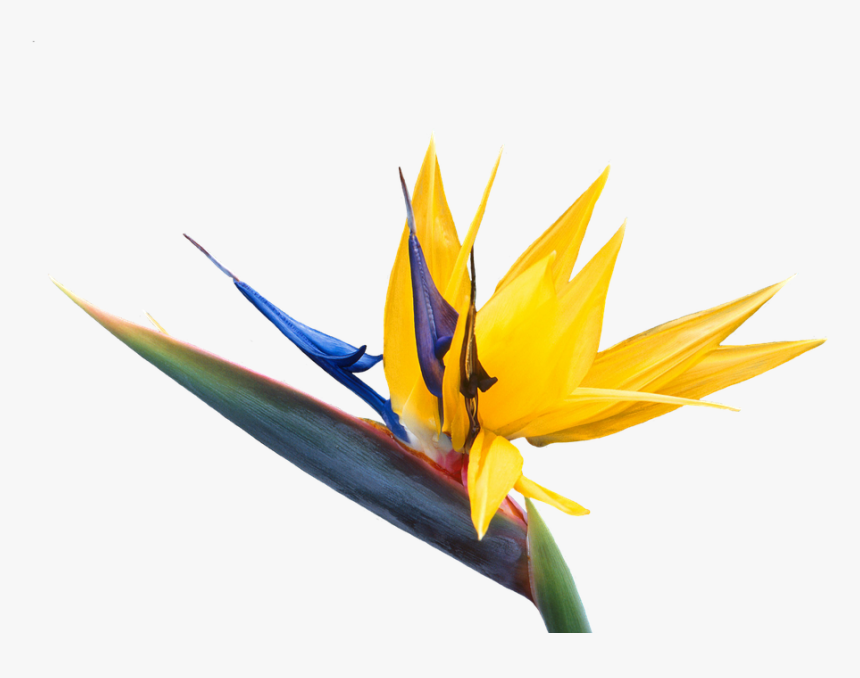 Heliconia - Bird Of Paradise Flower Png, Transparent Png, Free Download