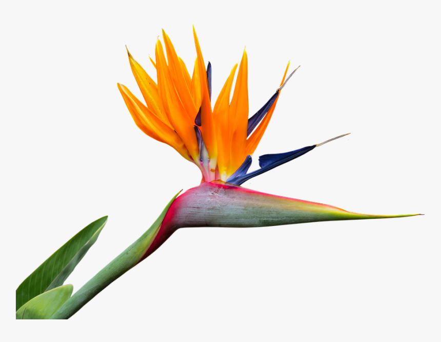 Caudata, Strelitzia, Bird Of Paradise Flower, Isolated - Birds Of Paradise Png, Transparent Png, Free Download