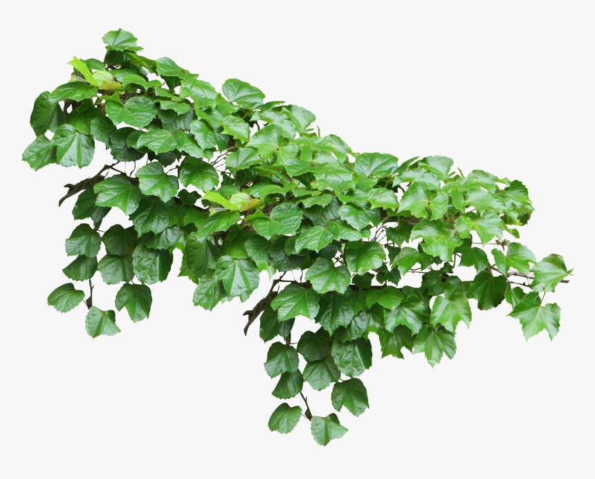 Common Ivy Vine Plant - Ivy Png, Transparent Png, Free Download