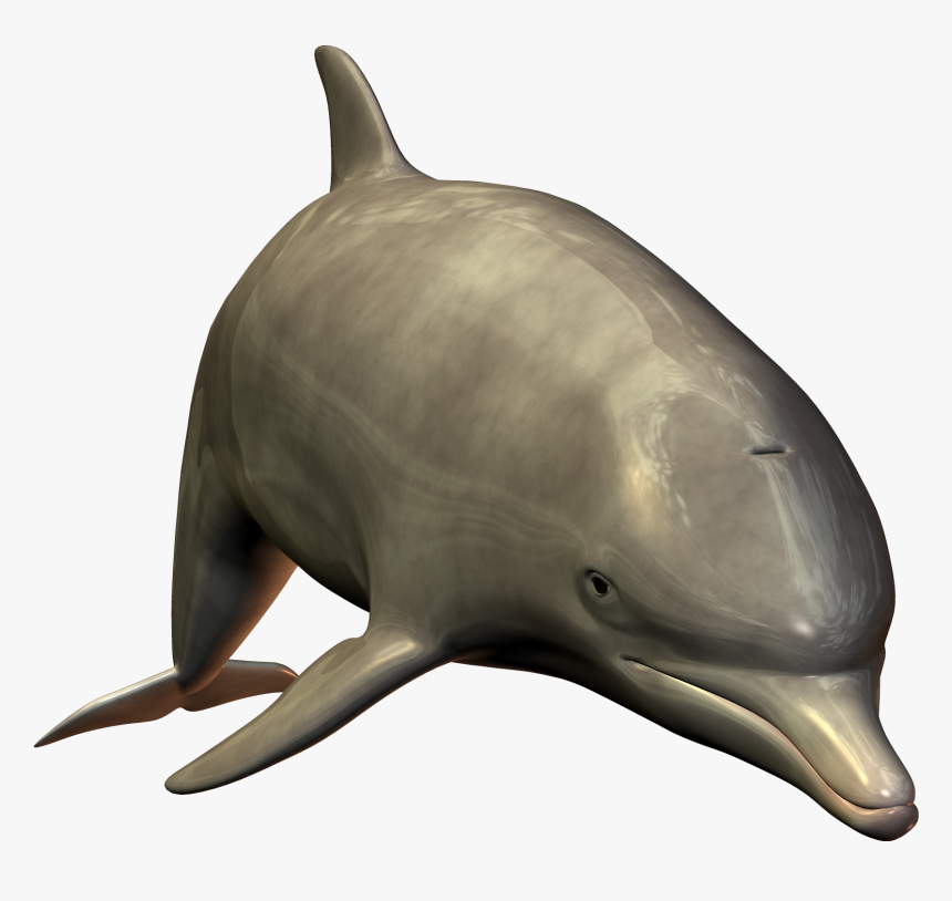 Dolphin Hd 3d Image - Bottlenose Dolphin Dolphin White Background, HD Png Download, Free Download