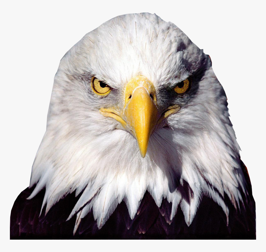 Bald Eagle Transparent Image Bird Graphic - Eagle Head Transparent Background, HD Png Download, Free Download