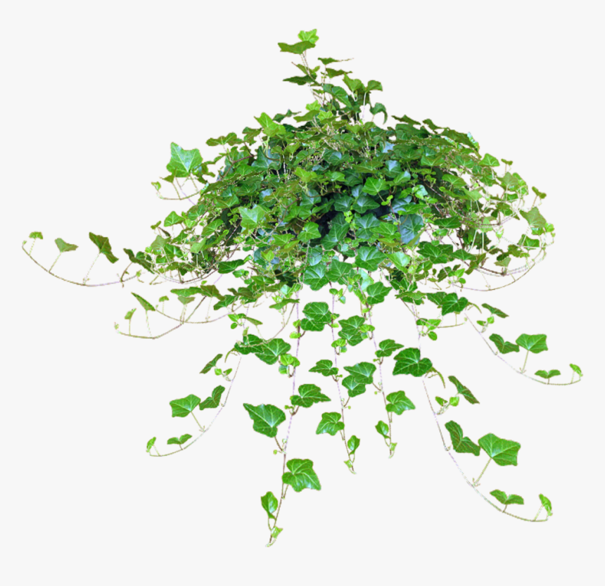 Hanging Plants Png File, Transparent Png, Free Download