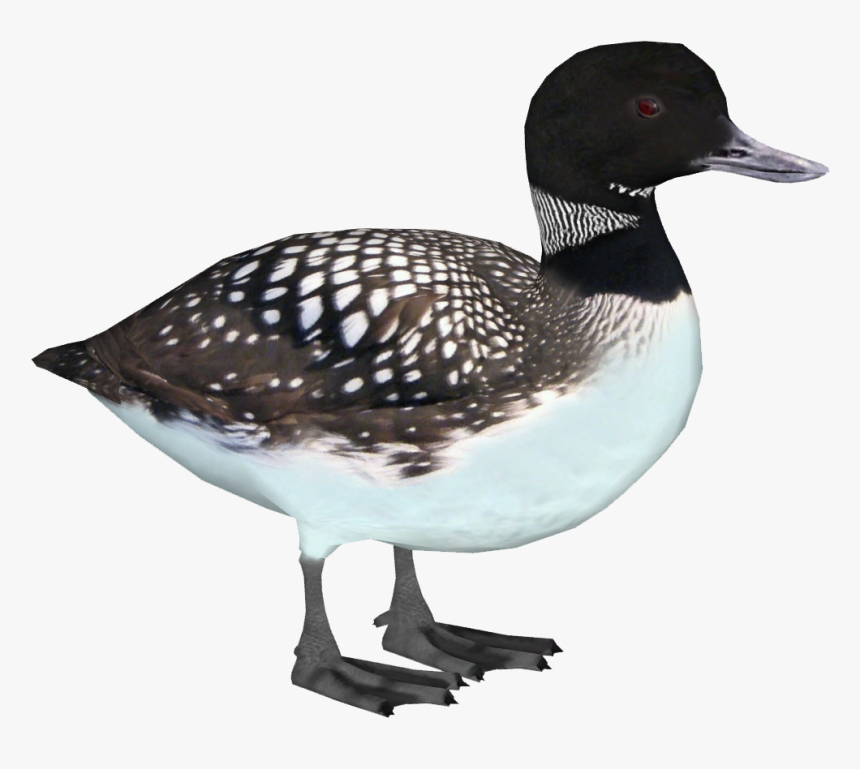 Common Loon - Loon, HD Png Download, Free Download