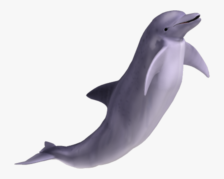 Transparent Dolphin Png - Dolphin Png, Png Download, Free Download