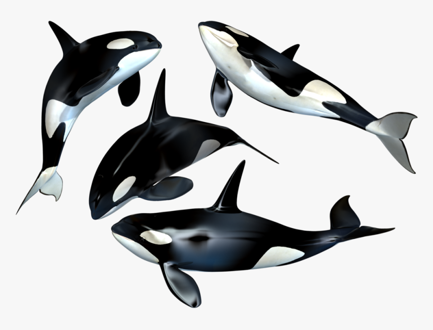 Whales Png, Transparent Png, Free Download