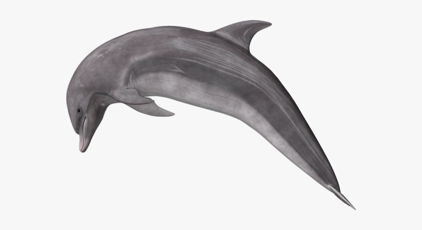 Common Bottlenose Dolphin, HD Png Download, Free Download