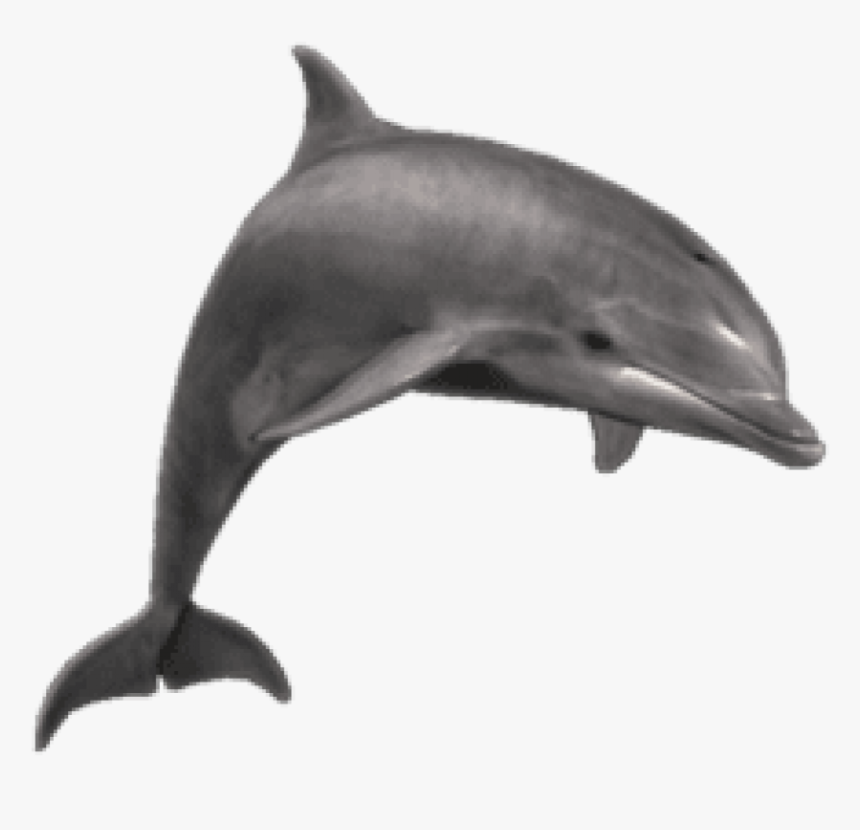 Dolphin Png Icon - Dolphin Png, Transparent Png, Free Download