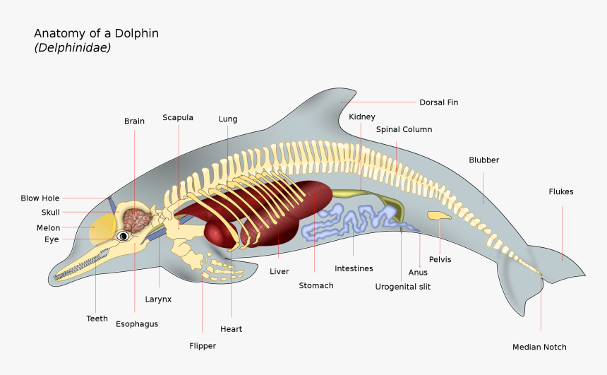 Female Dolphin Anatomy, HD Png Download, Free Download