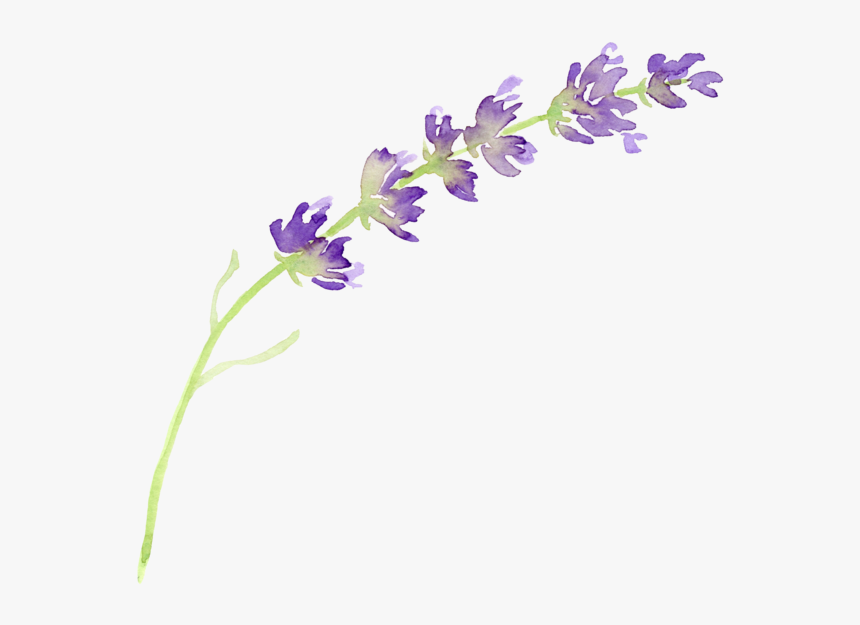 Transparent Dark Flowers Png - Transparent Background Lavender Clipart, Png Download, Free Download