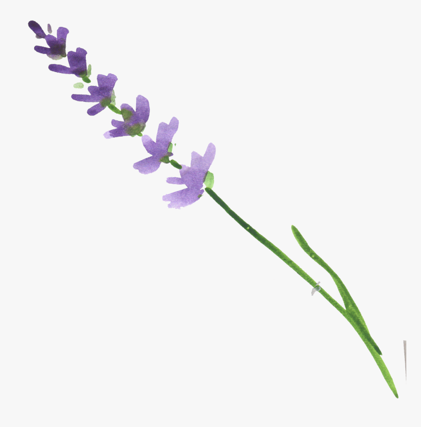 Transparent Lavender Sprig Clipart - Watercolor Lavender Transparent, HD Png Download, Free Download