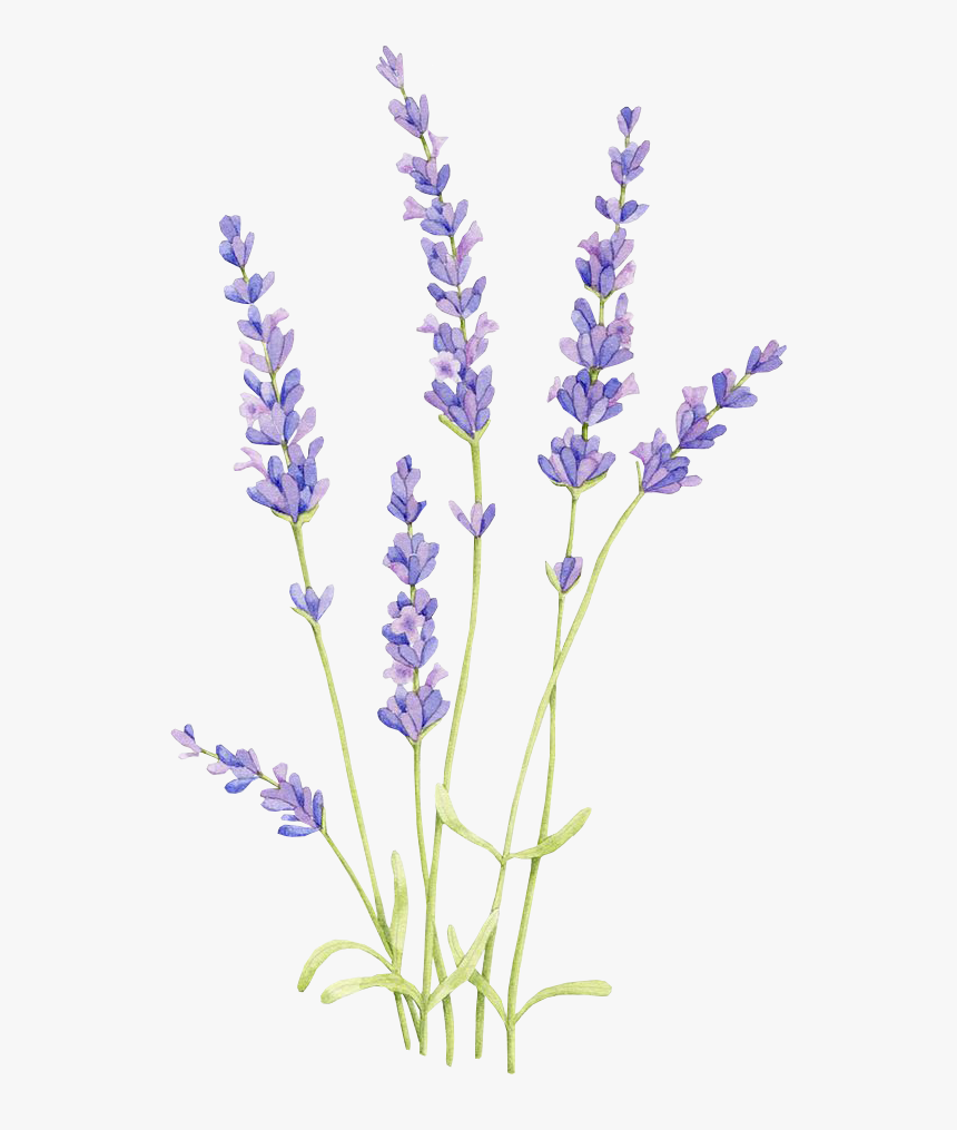 Drawing Watercolor Painting English Lavender Lavender - Lavender Drawing, HD Png Download, Free Download