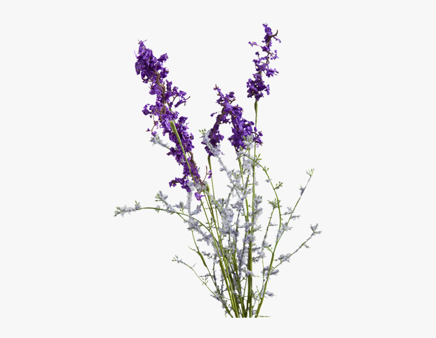 Clip Art Vector Sketching For - Transparent Image Of Lavender, HD Png Download, Free Download