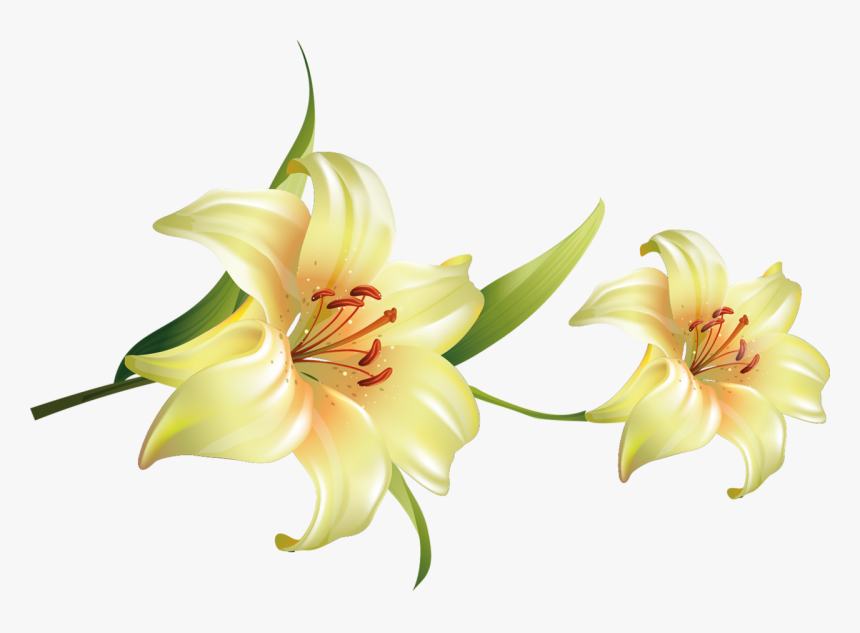 Thumb Image - Flores Azucenas Png, Transparent Png, Free Download