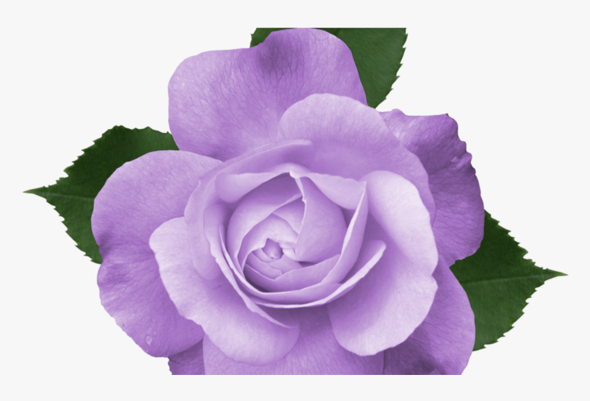 Purple Flower Vine Clipart Free Flowers Healthy - Transparent Background Purple Flowers Png, Png Download, Free Download