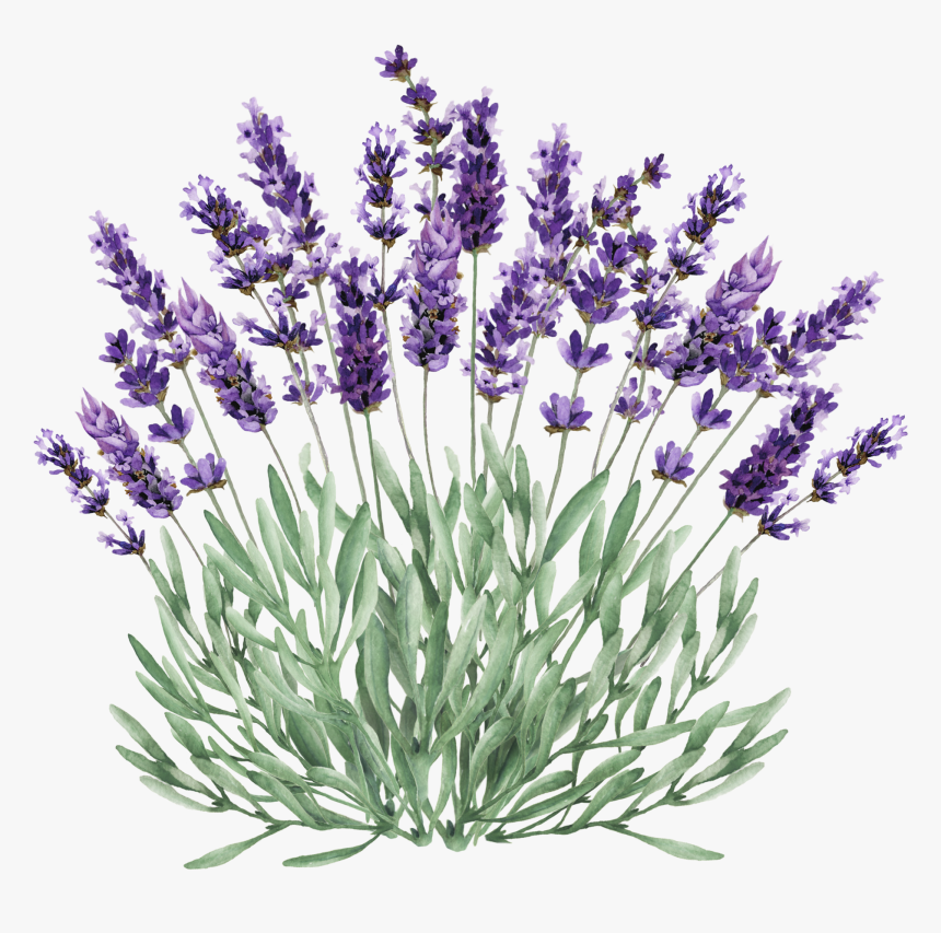 Lavender Bush Png Clip Stock - Lavender Plant Transparent Background, Png Download, Free Download