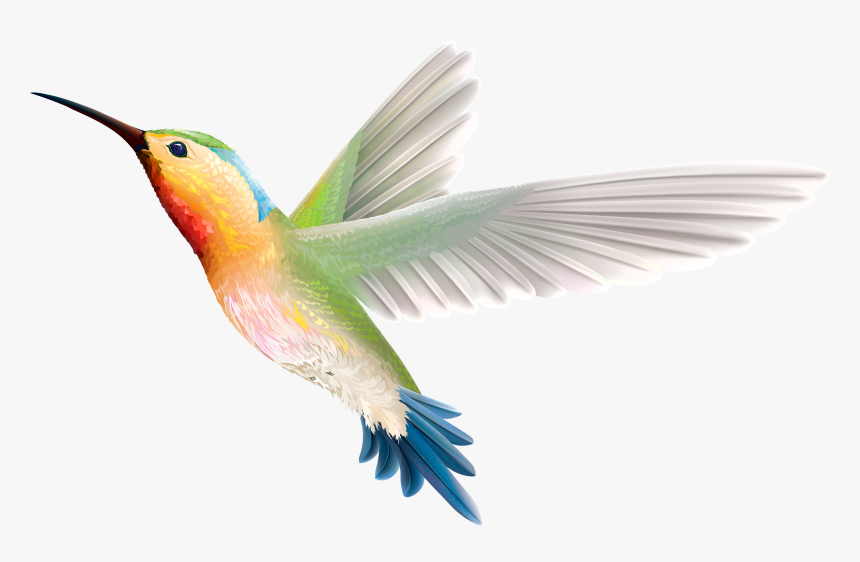 Clip Art Stock Hummingbird Web Clipartix Animals Pinterest - Bird Png, Transparent Png, Free Download