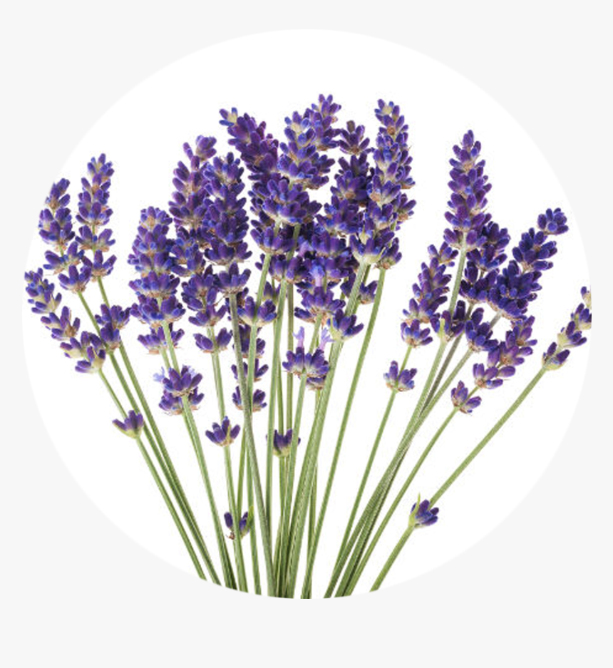 Transparent Essential Oils Clipart - Lavender Flower White Background, HD Png Download, Free Download