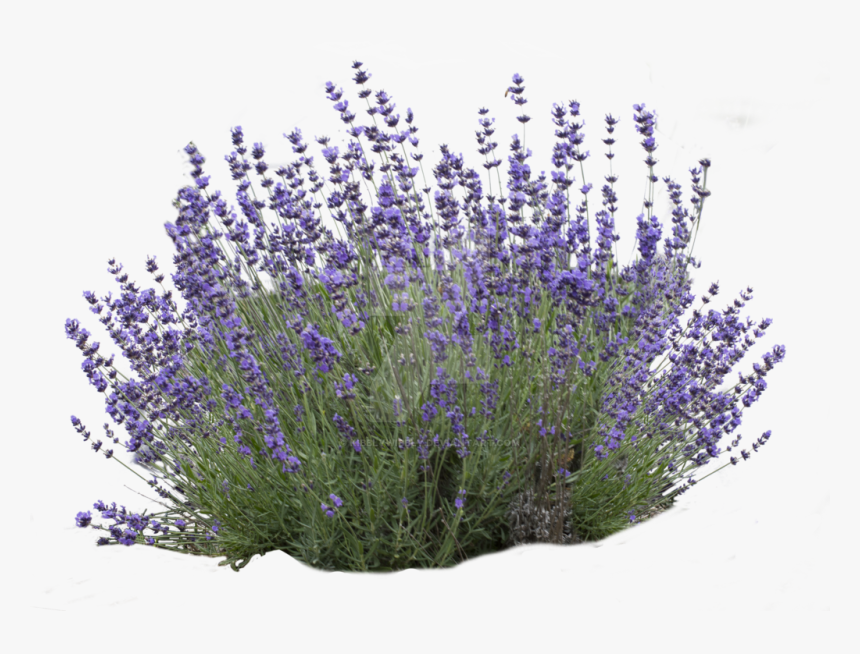 Download Lavender Bush White Background Clipart English - Lavender Bush No Background, HD Png Download, Free Download