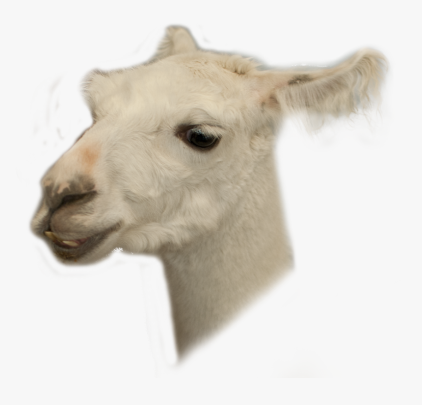 Animal Llama Fondo Transparente , Png Download - Llama Transparent Png, Png Download, Free Download