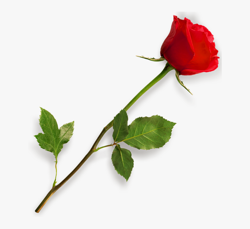 Rose Png Hd - Picsart Png Effect Download, Transparent Png, Free Download