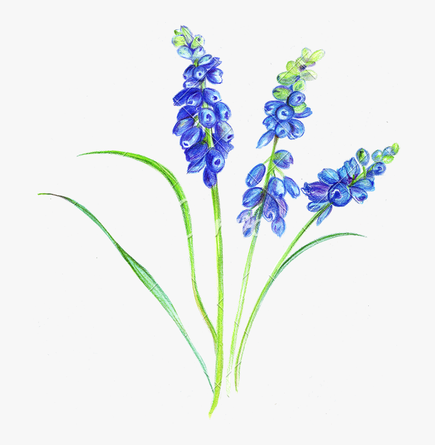 Violets Drawing Pencil Huge Freebie Download For Powerpoint - Flower Bunches Drawing With Color, HD Png Download, Free Download
