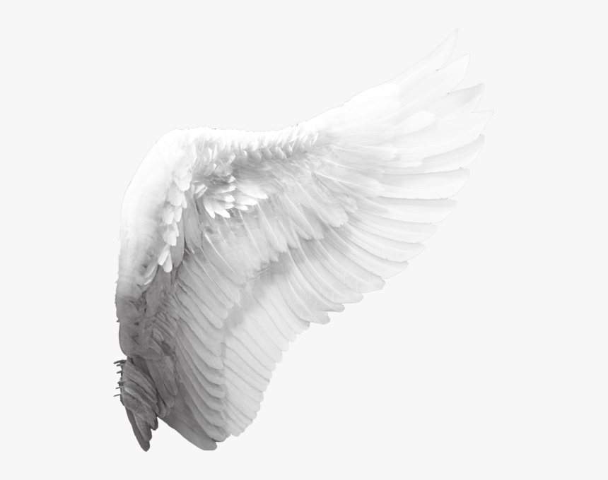 Cherub Angel Wing Clip Art - Angel Wing Transparent Background, HD Png Download, Free Download