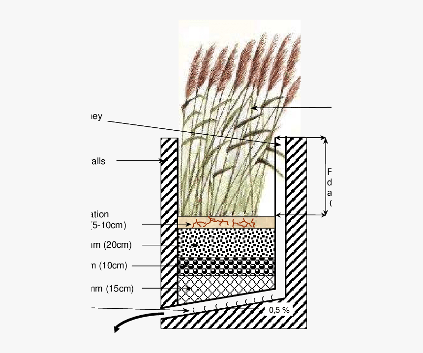 Transparent Grass Section Png - Phragmites, Png Download, Free Download