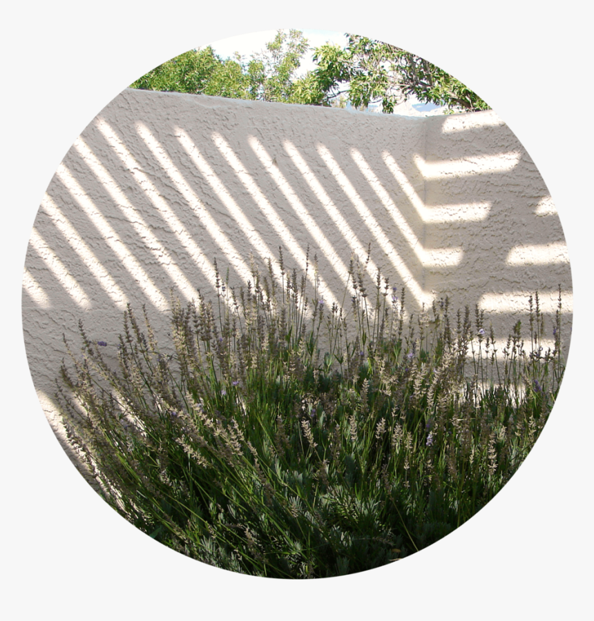 Plant Benefits Shadow - Grass, HD Png Download, Free Download