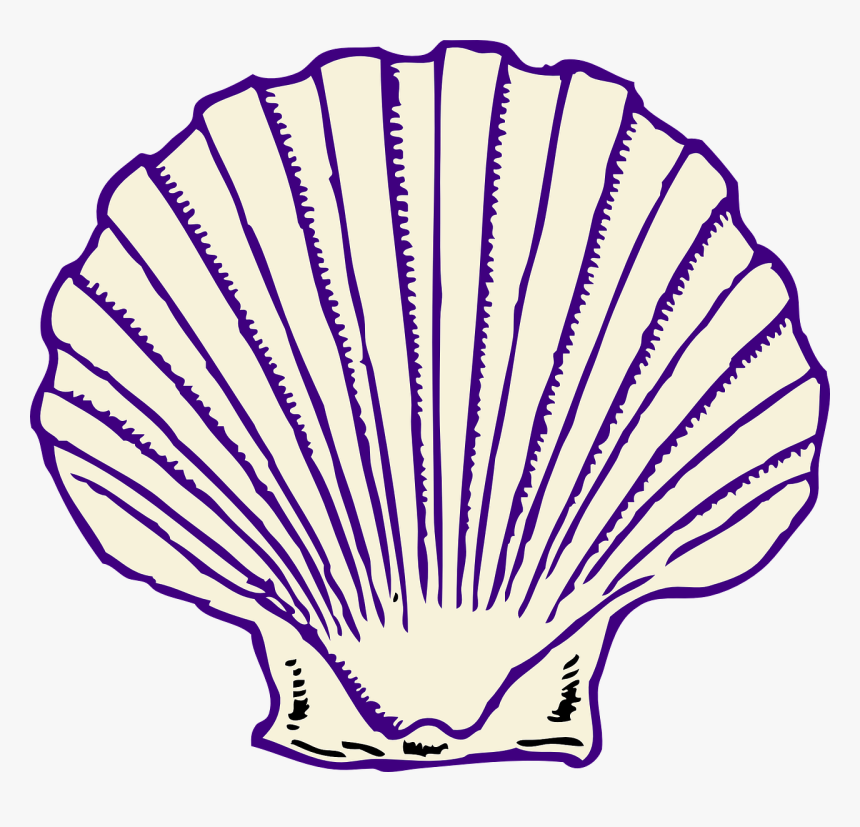 Seashell Clipart Png, Transparent Png, Free Download