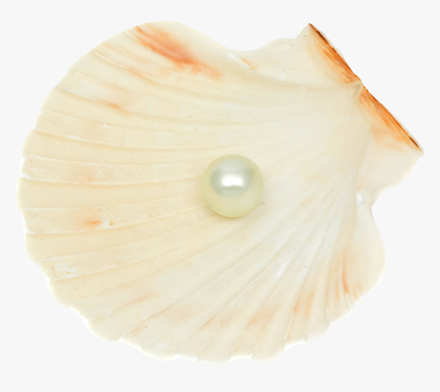 Transparent Purple Seashell Png - Shell, Png Download, Free Download