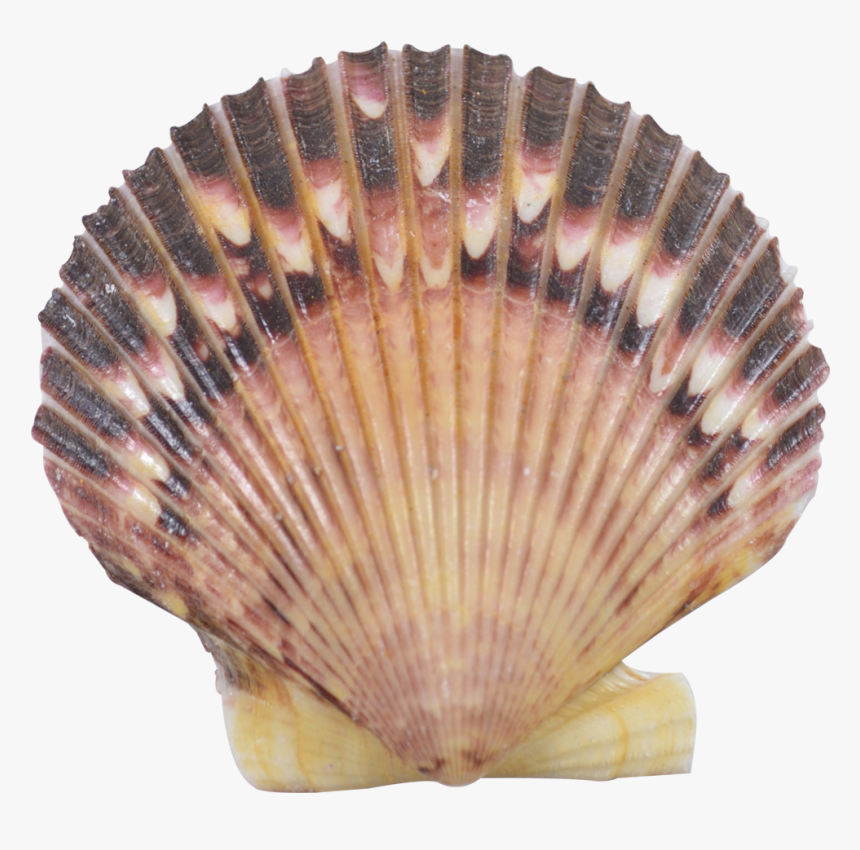 Purple Scallop Shell 3" - Shell, HD Png Download, Free Download