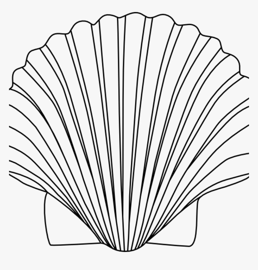 Shell Clipart 15 Shells Clipart Black And White For - Free Seashell Clipart Black And White, HD Png Download, Free Download