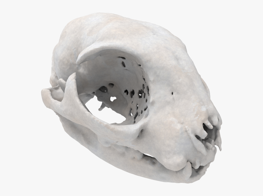 Cat Skull - Skull, HD Png Download, Free Download