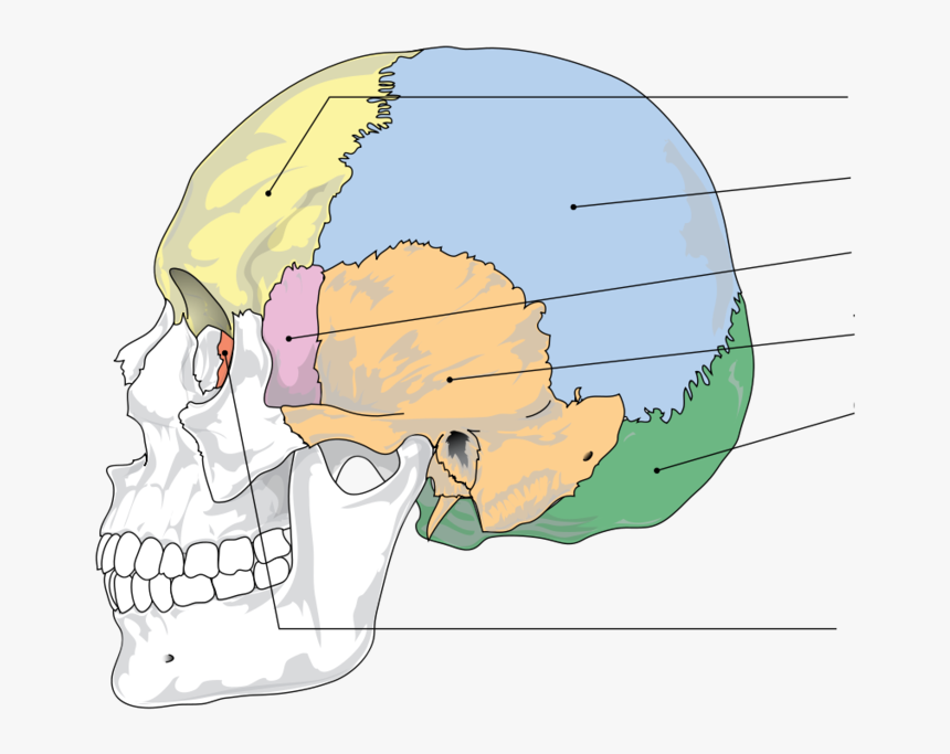 Cranial Bones, HD Png Download, Free Download