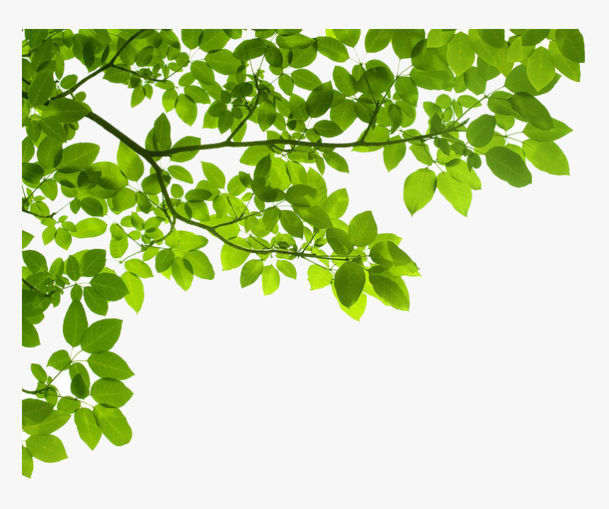 Real Tree Branch Png - Green Leaf Border Png, Transparent Png, Free Download