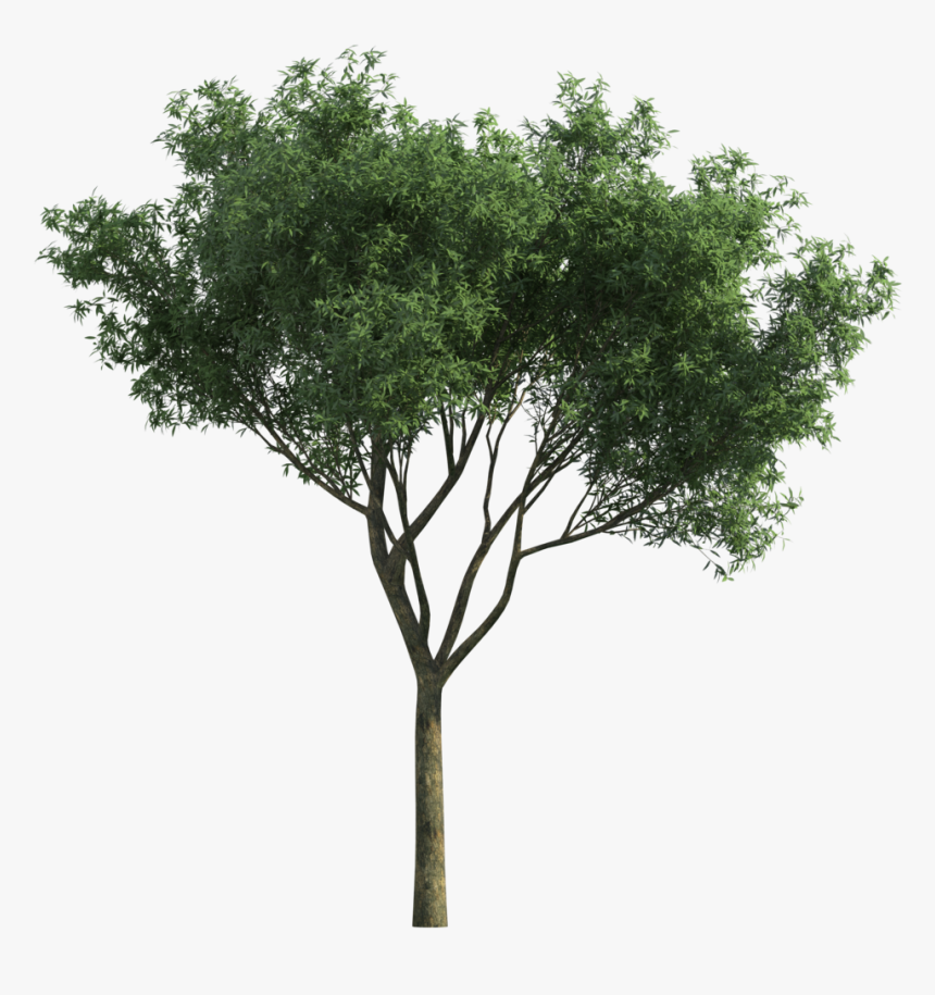 Garden For Tree Tortilis Green Photoscape Vachellia - Alberi Png, Transparent Png, Free Download
