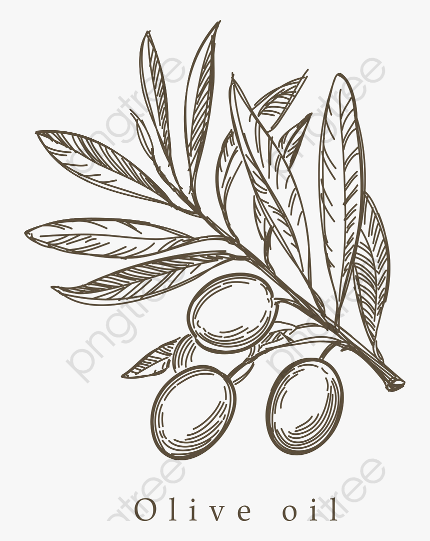 Transparent Olive Branch Clip Art - Olive Leaf Drawing Png, Png Download, Free Download