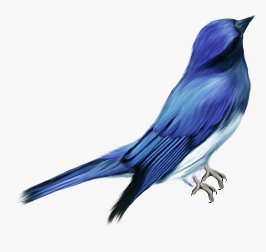 Different Birds, Outdoor Patios, Outdoor Garden Decor, - Pajaro Png, Transparent Png, Free Download