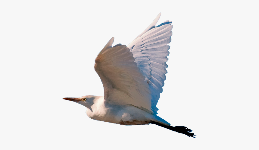 Pajaro - Blue-footed Booby, HD Png Download, Free Download