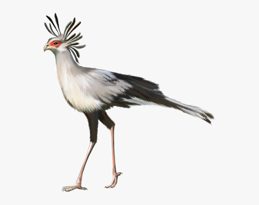 Фауна, Птицы, Птица Секретарь, Bird, Secretary Bird, - Secretary Bird White Background, HD Png Download, Free Download