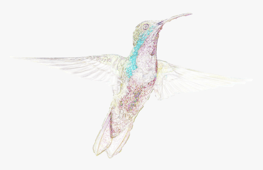 Aves, Naturaleza, Arte De La Computadora, Pájaro, Imaginación, - Hummingbird, HD Png Download, Free Download