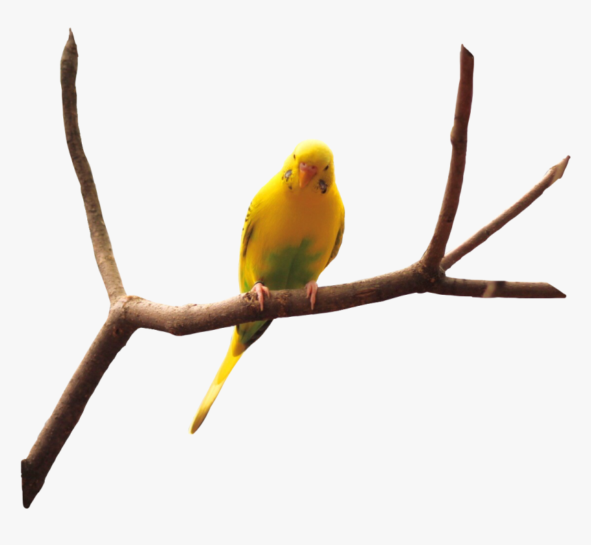 Bird Nature Naturaleza Pajaro - Pajaros En Png Reales, Transparent Png, Free Download