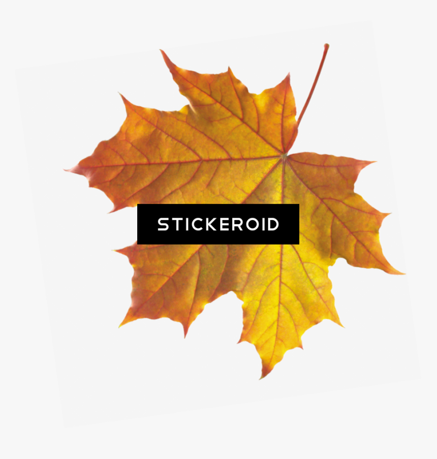 Realistic Autumn Fall Leaves - Sugar Maple New State Tree Png, Transparent Png, Free Download