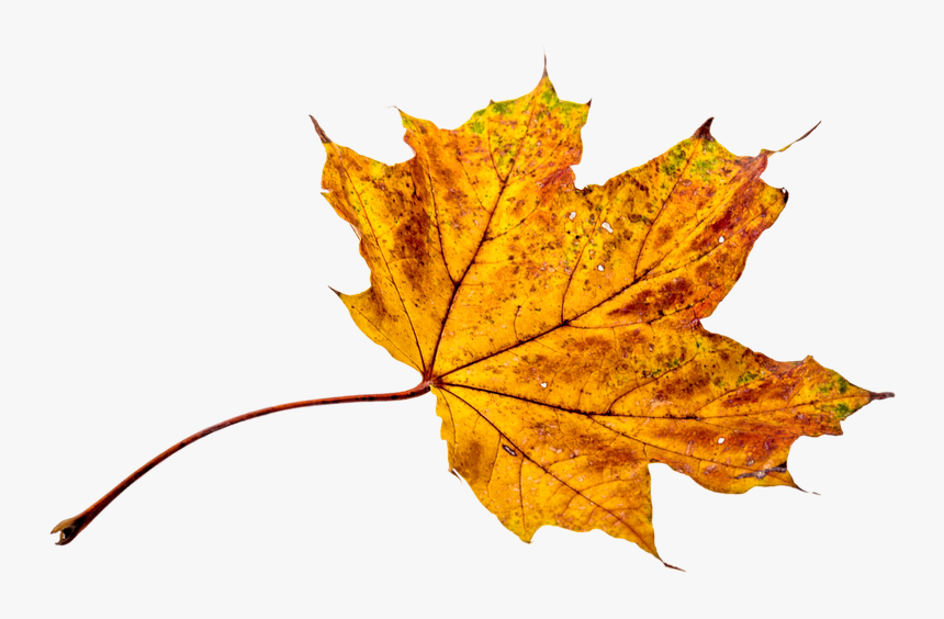 Autumn Leaves Falling Png - Fall Leaves Transparent Background, Png Download, Free Download